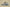 Adidas Yeezy Boost 350 V2 Brown Green Second Generation Real Popcorn Colorway