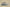 Adidas Yeezy Boost 350 V2 Brown Green Second Generation Real Popcorn Colorway