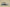 Adidas Yeezy Boost 350 V2 Brown Green Second Generation Real Popcorn Colorway