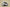 Air Jordan 12 Retro Beige Snake Pattern Brown