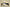 Air Jordan AJ11 Low SE "Yellow Snakeskin"