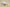Air Jordan AJ11 Low SE "Yellow Snakeskin"
