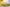 Air Jordan AJ11 Low SE "Yellow Snakeskin"