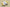 Air Jordan AJ11 Low SE "Yellow Snakeskin"