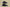 Gold Label Black Buckle Ad Originals Yeezy 500 Soft Vision Black Warrior Coconut Replica