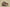 Gold Label Black Buckle Ad Originals Yeezy 500 Soft Vision Brown Coconut Replica