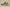 Yeezy Boost 350 V2 Beluga