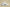 Yeezy Boost 350 V2 Cream/Triple White