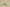 Yeezy Boost 350 V2 Semi Frozen Yellow