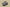 Yeezy Boost 350 V2 Sesame with Painted Stripe