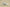 Yeezy Coconut 350 Gray Affordable Style with Classic Tones