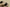 Yeezy Coconut 350 V2 Desert Yellow Cost-Effective Version