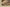 Yeezy Coconut 350 V2 Desert Yellow Cost-Effective Version