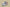 Yeezy Original Coconut 350 V2 Gray and Red Colorway