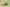 Zoom Kobe 6 Grinch Lime Green/Varsity Red-Black