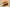 Zoom Kobe 6 Protro Orange Peel/Black/Cannon