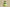 Yeezy Coconut 350 Fluorescent Black Cost-Effective Edition